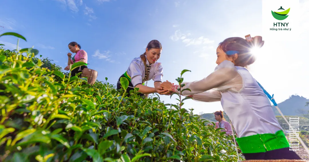 trà thái nguyên cao cấp
