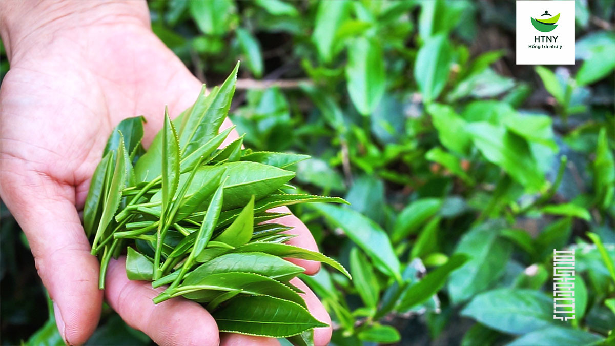 trà bắc tân cương thái nguyên