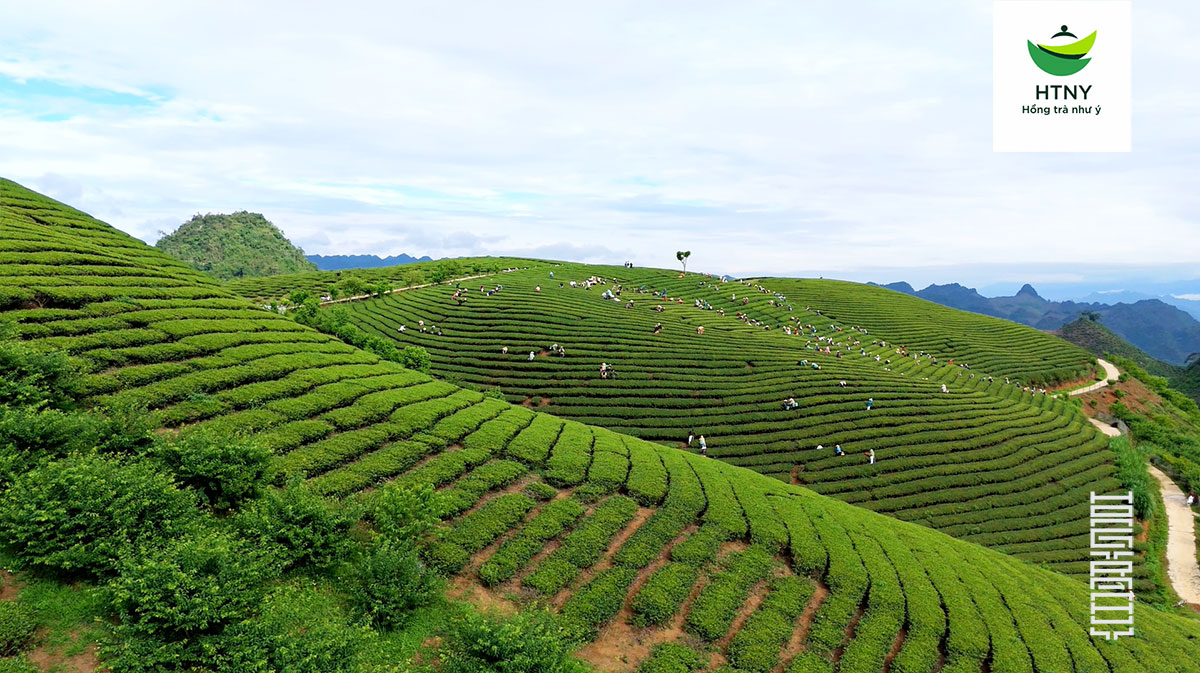 uống chè xanh đúng cách