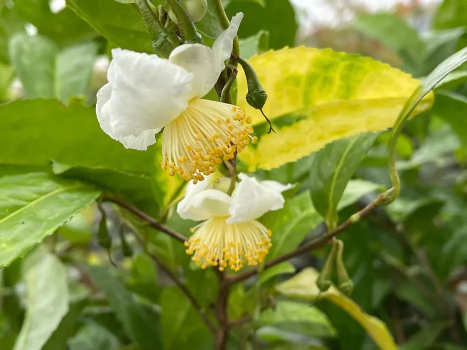 tác dụng của hoa trà xanh