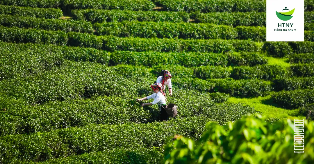 trà phổ nhĩ sống lão ban chương