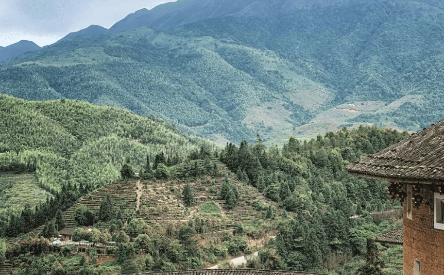 Nguồn gốc trà ô long