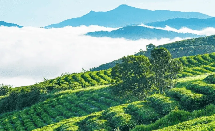 Trà ô long Đà Lạt