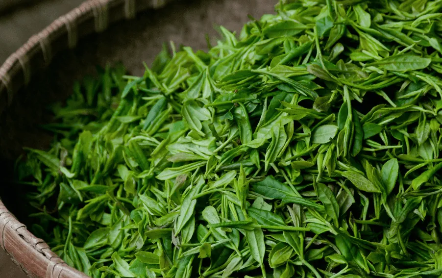 Cách bảo quản lá trà xanh tươi