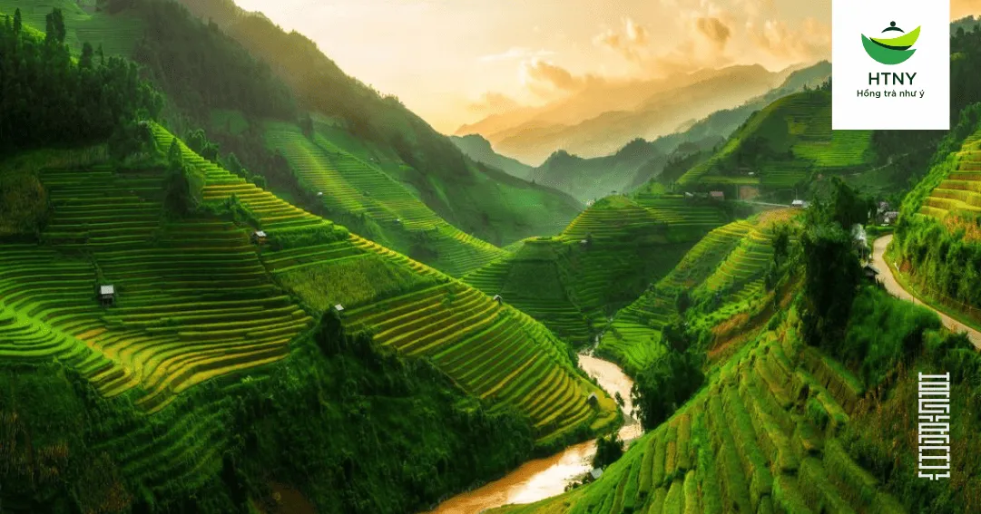 Bạch trà có mấy loại theo vùng địa lý sản xuất?