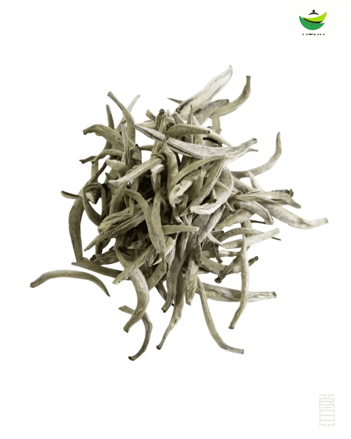 Tổng quan về bạch trà