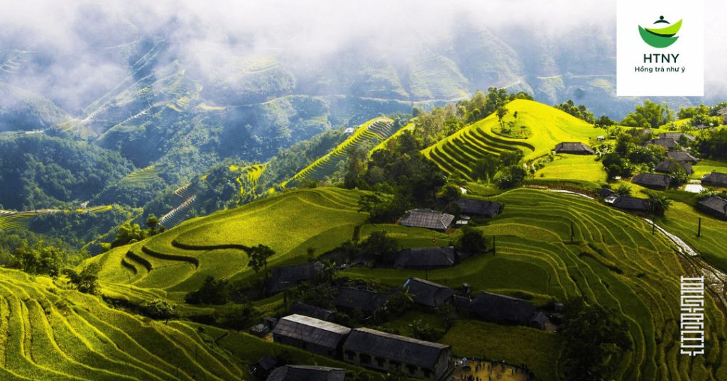 trà tuyết shan cổ thụ