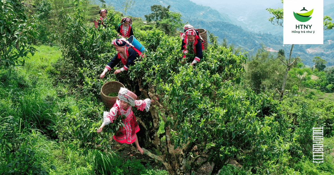 chè shan tuyết hà giang