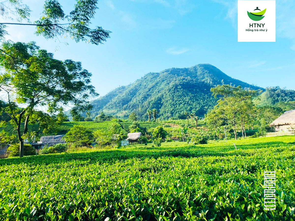 trà bắc tân cương thái nguyên