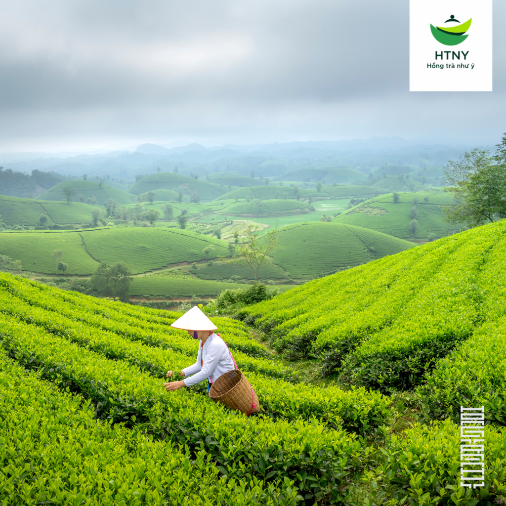 tên các loại trà hay