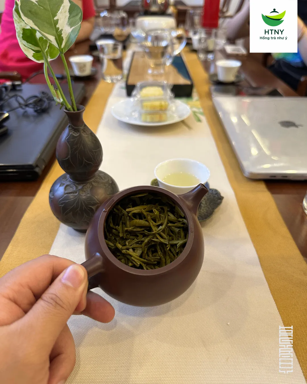 trà shan tuyết cổ thụ