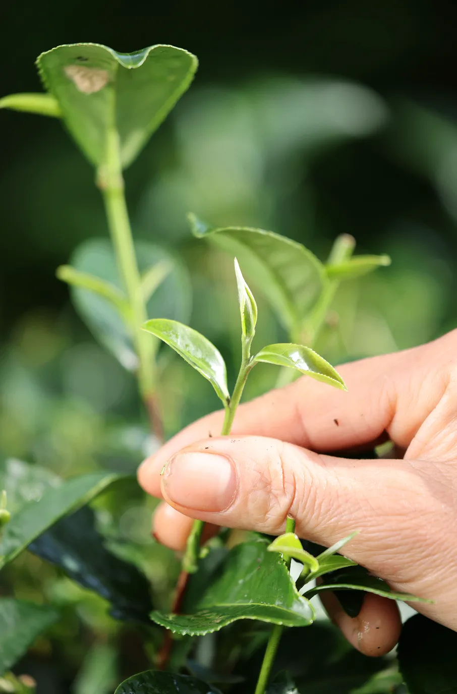 đặc sản chè tân cương thái nguyên