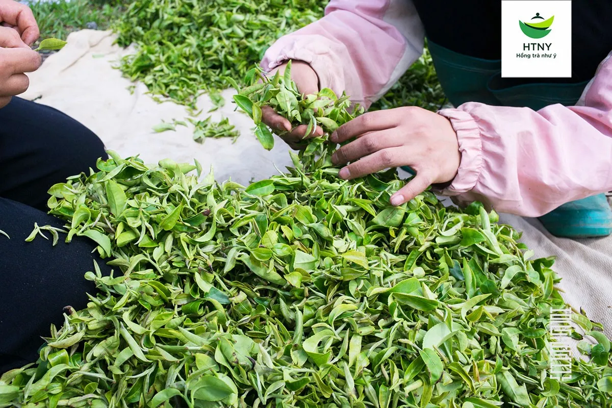 đặc sản chè thái nguyên