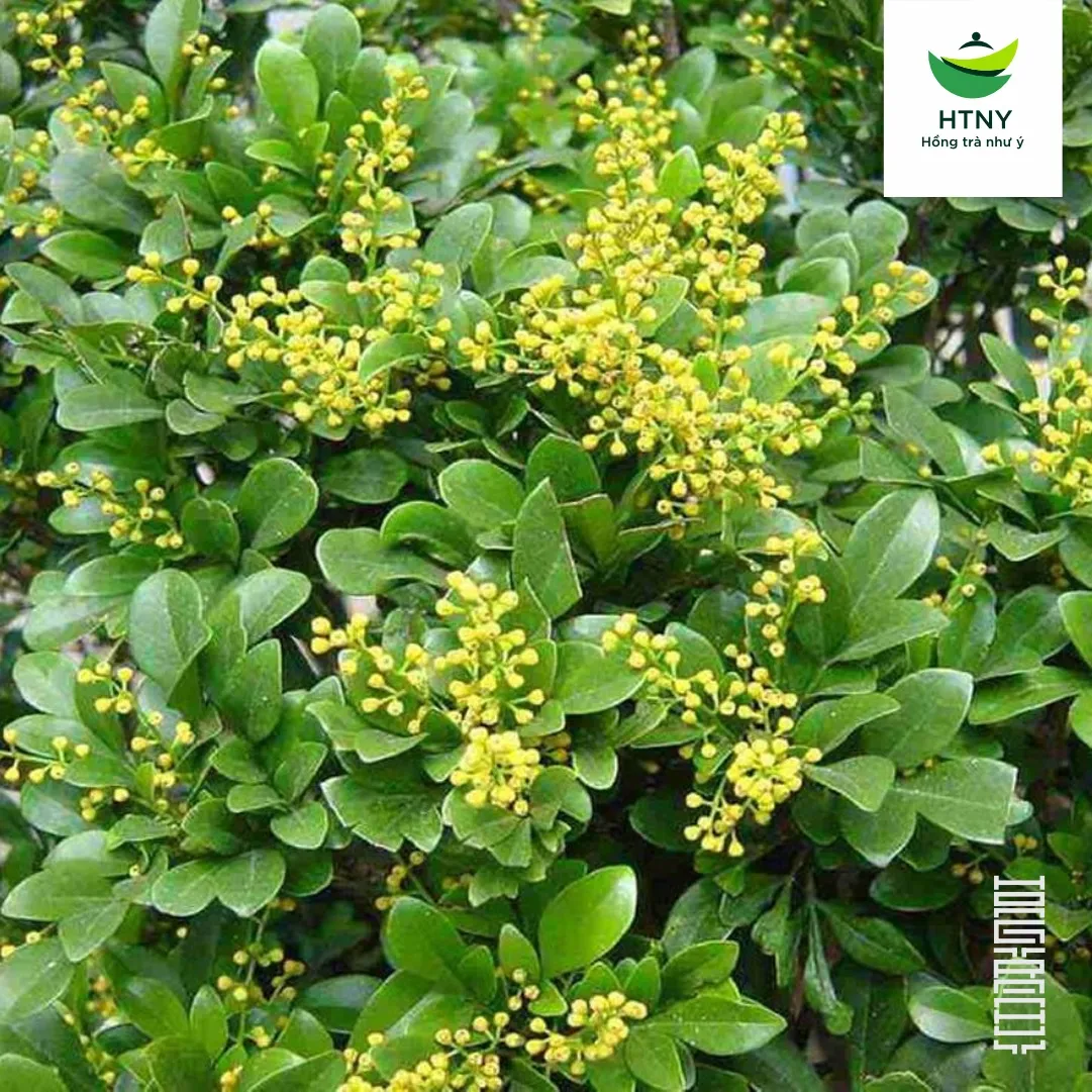 hoa ngâu ướp trà