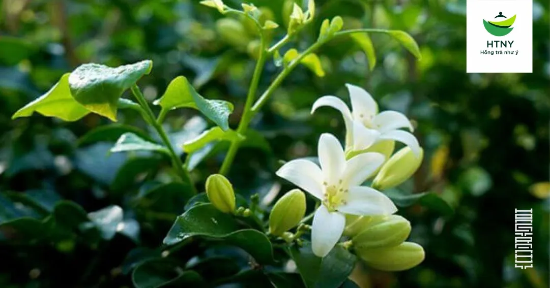 hoa nguyệt quế ướp trà