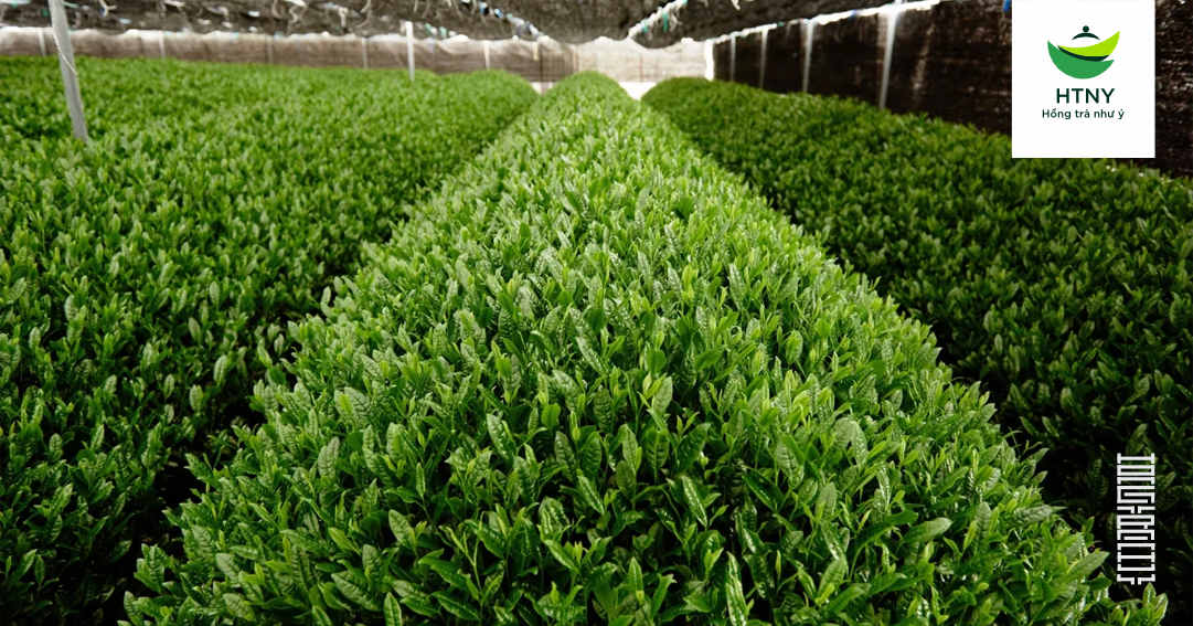 uống bột trà xanh có tốt không