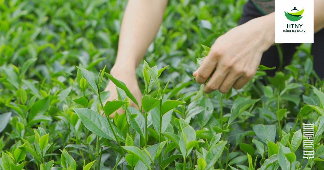 uống lá trà xanh có tốt không